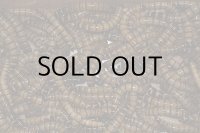 ジャイアントミルワーム1ｋｇ