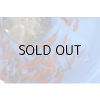 別下50匹