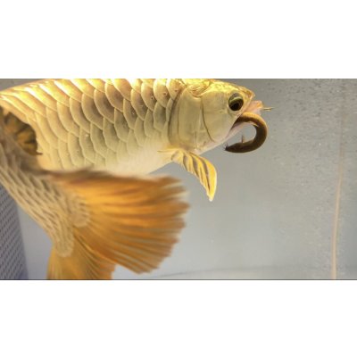 画像3: 国産冷凍ドジョウ450g（バラ冷凍）