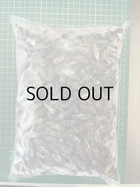 冷凍クロコオロギ　成虫サイズ　1kg（約1000匹入）