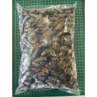 冷凍デュビア１kg　成虫サイズ（約1000匹）