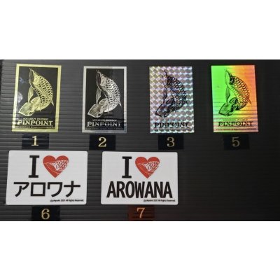 画像7: 過背金龍ブキメラブルーベース　FOREVER ArowanaAquaculture(1)