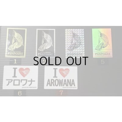 画像7: 過背金龍ブキメラブルーベース　FOREVER ArowanaAquaculture