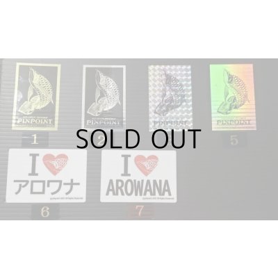 画像7: 過背金龍レディアンスゴールド　FOREVER ArowanaAquaculture(5)