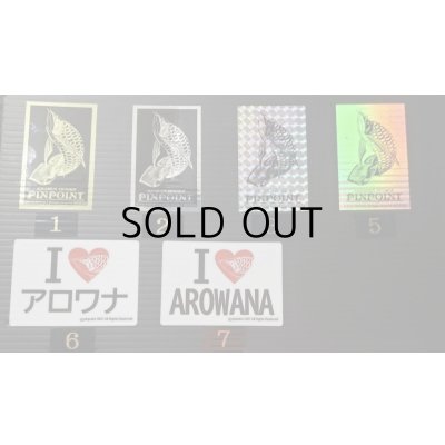 画像7: 紅尾金龍　FOREVER Arowana Aquaculture(15）