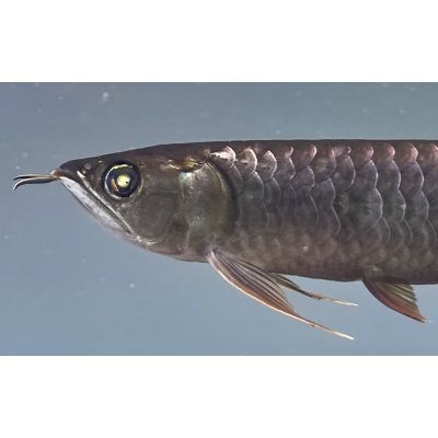画像3: 過背金龍 黒化個体 FOREVER ArowanaAquaculture