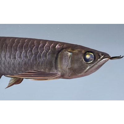 画像4: 過背金龍 黒化個体 FOREVER ArowanaAquaculture