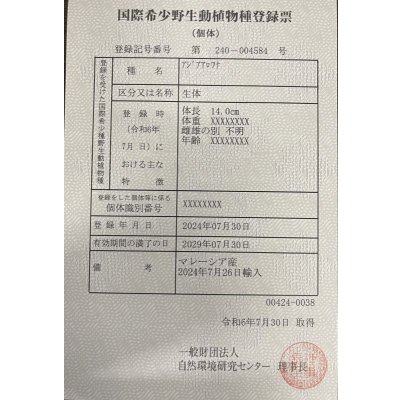 画像6: 過背金龍 黒化個体 FOREVER ArowanaAquaculture