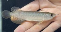 高背金龍　FOREVER Arowana Aquaculture(1)