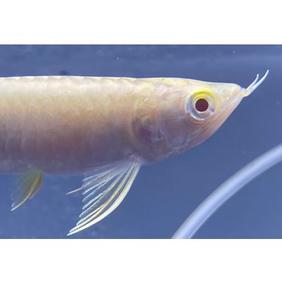 画像4: アルビノ過背金龍 FOREVER ArowanaAquaculture(6)