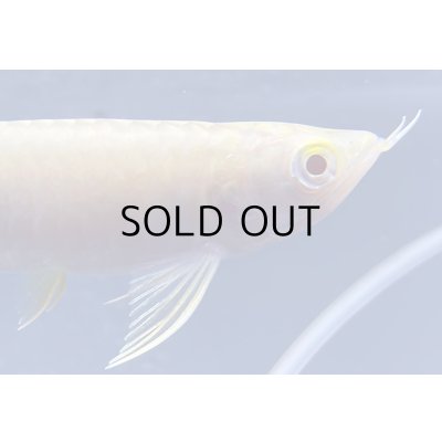 画像4: アルビノ過背金龍　FOREVER ArowanaAquaculture(6)　