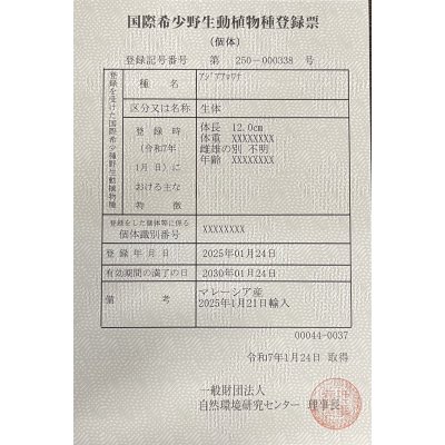 画像6: アルビノ過背金龍　FOREVER ArowanaAquaculture(3)　