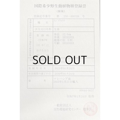 画像6: アルビノ過背金龍　FOREVER ArowanaAquaculture(3)　