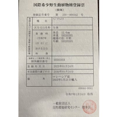 画像6: アルビノ過背金龍　FOREVER ArowanaAquaculture(5)　