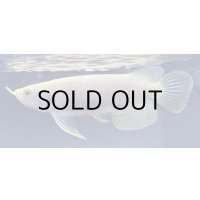 アルビノ過背金龍　FOREVER ArowanaAquaculture(3)　