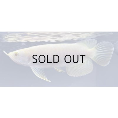 画像1: アルビノ過背金龍　FOREVER ArowanaAquaculture(3)　