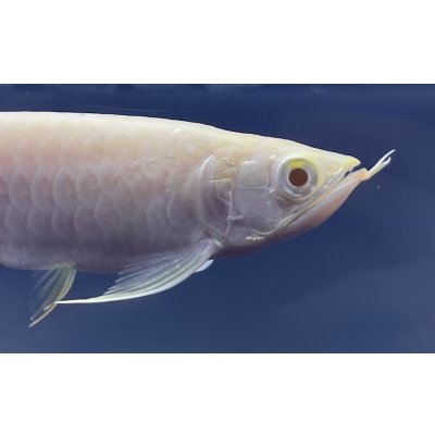 画像3: アルビノ過背金龍　FOREVER ArowanaAquaculture(5)　