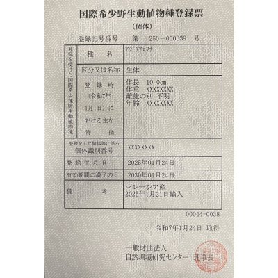 画像6: アルビノ過背金龍 FOREVER ArowanaAquaculture(6)