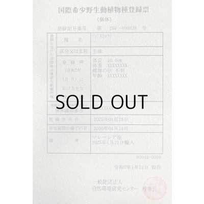 画像6: アルビノ過背金龍　FOREVER ArowanaAquaculture(6)　