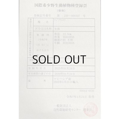 画像6: アルビノ過背金龍　FOREVER ArowanaAquaculture(1)　