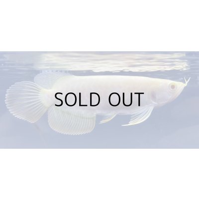 画像2: アルビノ過背金龍　FOREVER ArowanaAquaculture(3)　