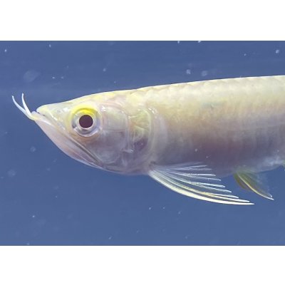 画像3: アルビノ過背金龍 FOREVER ArowanaAquaculture(6)