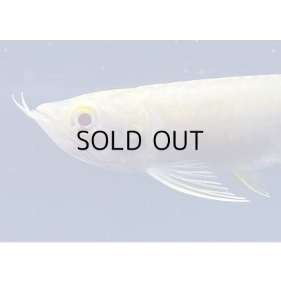 画像3: アルビノ過背金龍　FOREVER ArowanaAquaculture(6)　