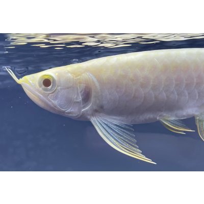 画像3: アルビノ過背金龍　FOREVER ArowanaAquaculture(3)　