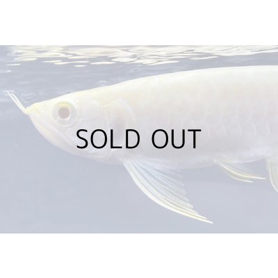 画像3: アルビノ過背金龍　FOREVER ArowanaAquaculture(3)　