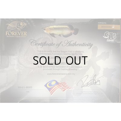 画像5: アルビノ過背金龍　FOREVER ArowanaAquaculture(1)　