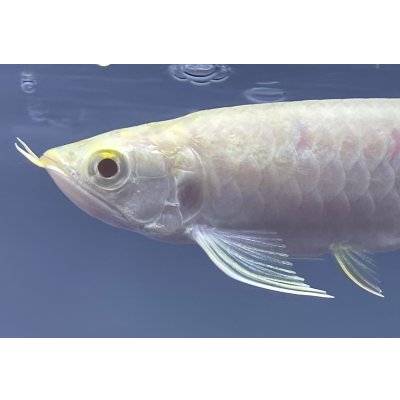 画像4: アルビノ過背金龍　FOREVER ArowanaAquaculture(5)　