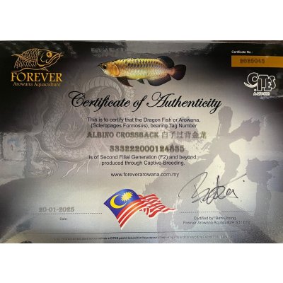 画像5: アルビノ過背金龍　FOREVER ArowanaAquaculture(5)　