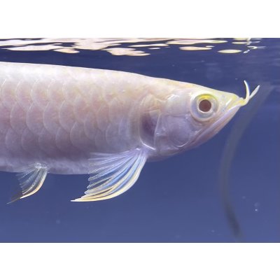 画像4: アルビノ過背金龍　FOREVER ArowanaAquaculture(3)　