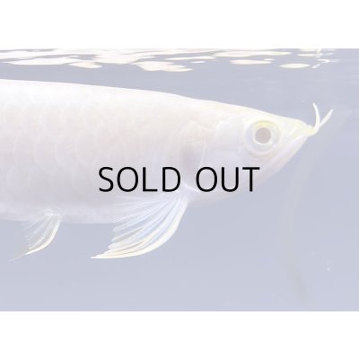 画像4: アルビノ過背金龍　FOREVER ArowanaAquaculture(3)　