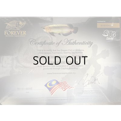 画像5: アルビノ過背金龍　FOREVER ArowanaAquaculture(6)　