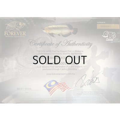 画像5: アルビノ過背金龍　FOREVER ArowanaAquaculture(3)　