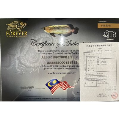 画像7: アルビノブラザーズ 過背金龍 FOREVER ArowanaAquaculture【傷、状態の良い個体からセレクト】