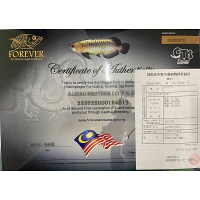 画像5: アルビノブラザーズ 過背金龍 FOREVER ArowanaAquaculture【傷、状態の良い個体からセレクト】