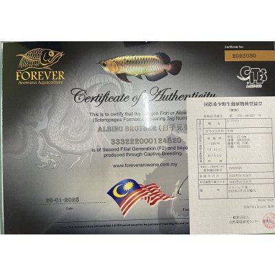 画像6: アルビノブラザーズ 過背金龍 FOREVER ArowanaAquaculture【傷、状態の良い個体からセレクト】