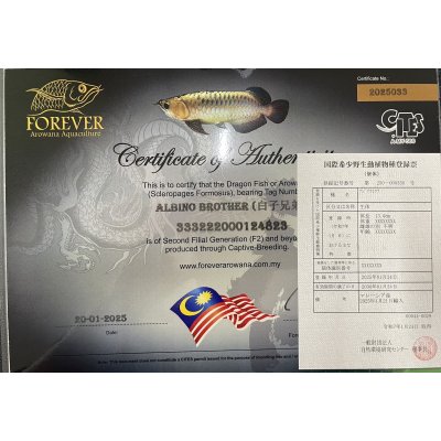 画像9: アルビノブラザーズ 過背金龍 FOREVER ArowanaAquaculture【傷、状態の良い個体からセレクト】