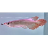 紅龍　EXTREME RED -SLAYER Style-(20cm±）【3】
