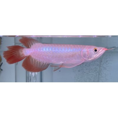 画像2: 紅龍　EXTREME RED -SLAYER Style-(20cm±）【1】