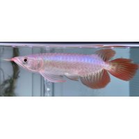 紅龍　EXTREME RED -SLAYER Style-(20cm±）【1】