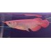 画像1: 紅龍　EXTREME RED (20cm±）【2】 (1)