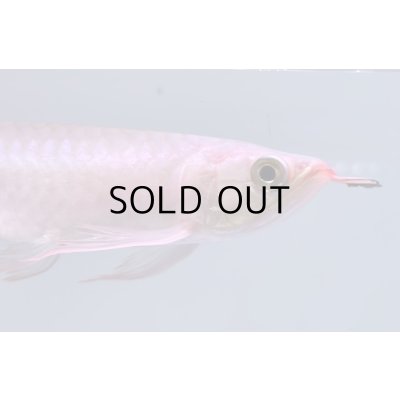 画像4: 紅龍　EXTREME RED -SLAYER Style-(20cm±）【2】