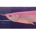 画像3: 紅龍　EXTREME RED (20cm±）【2】