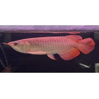 紅龍　EXTREME RED (20cm±）【1】