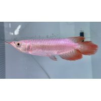 紅龍　EXTREME RED -SLAYER Style-(20cm±）【2】
