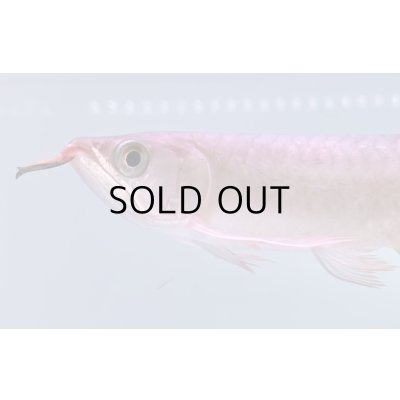 画像3: 紅龍　EXTREME RED -SLAYER Style-(20cm±）【2】