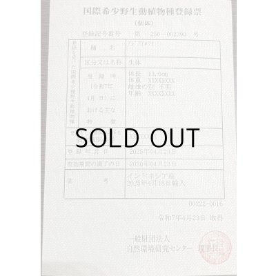 画像6: 紅龍　EXTREME RED -SLAYER Style-(20cm±）【2】